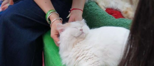 猫咪军团空降深圳领展中心城，冲水猫马桶成猫咪新宠！